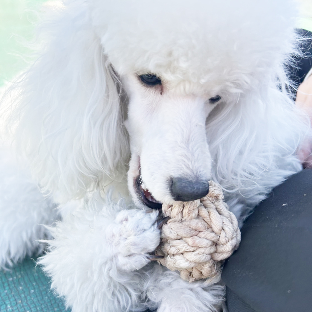 生徒が撮影したモデル犬の写真③